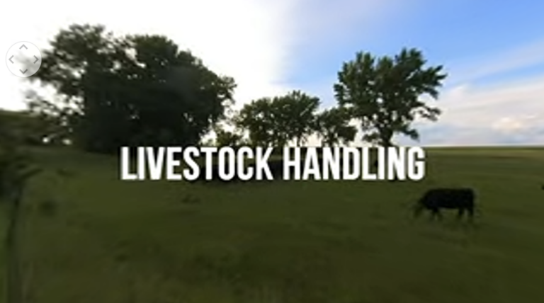 Livestock Handling 360 video
